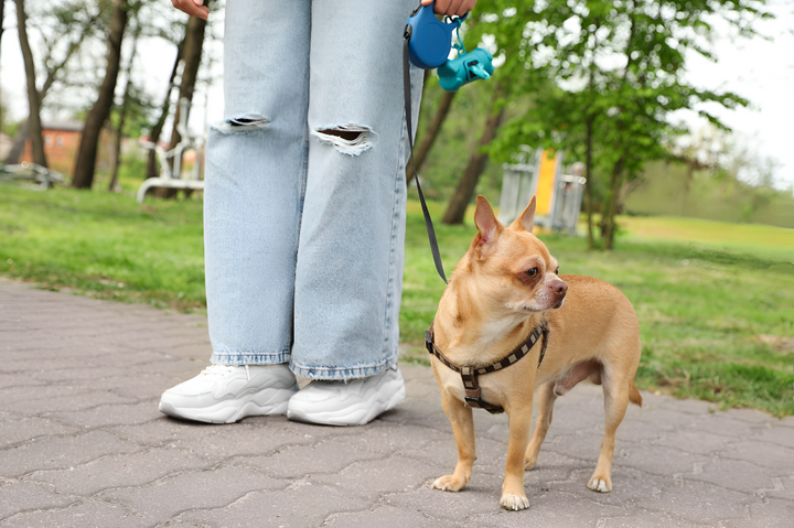 Safe and Comfortable Pet Leashes Guide