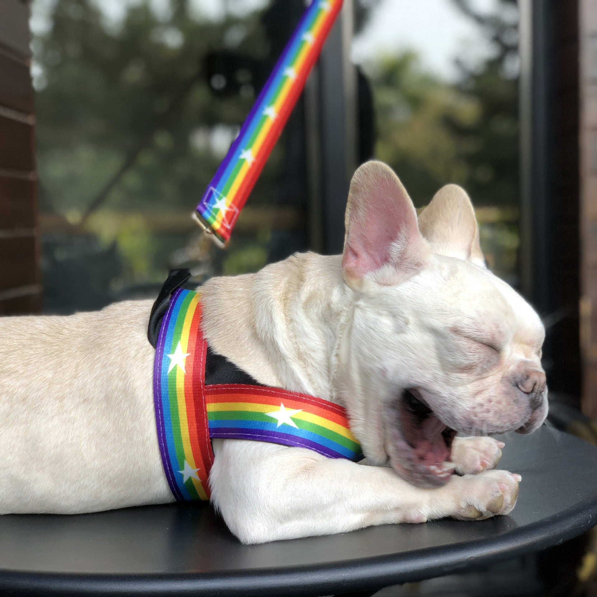 Rainbow Color Pet Chain Leash Stylish Durable Design