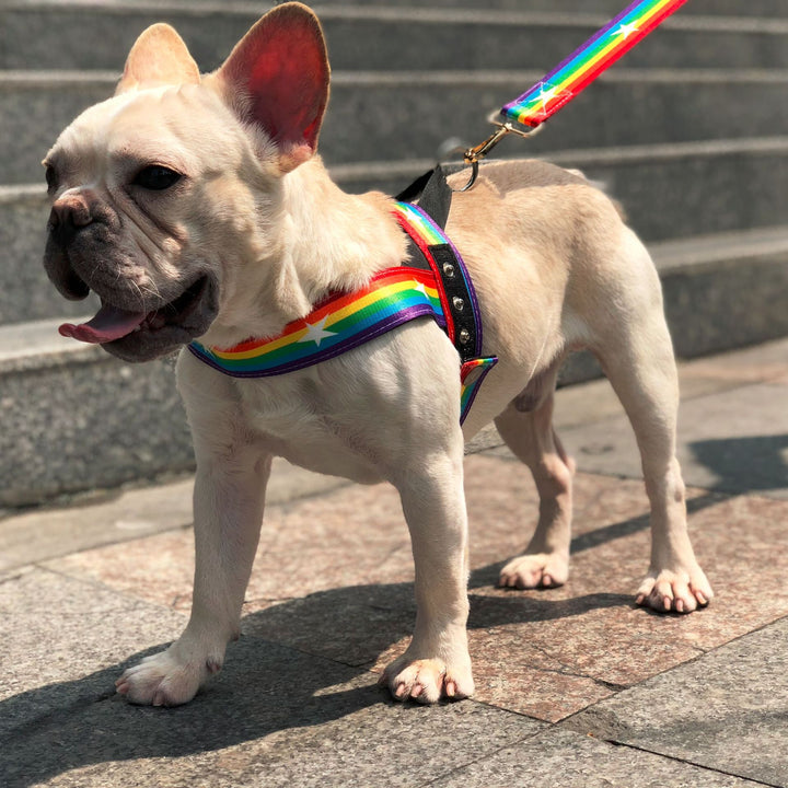Rainbow Color Pet Chain Leash Stylish Durable Design