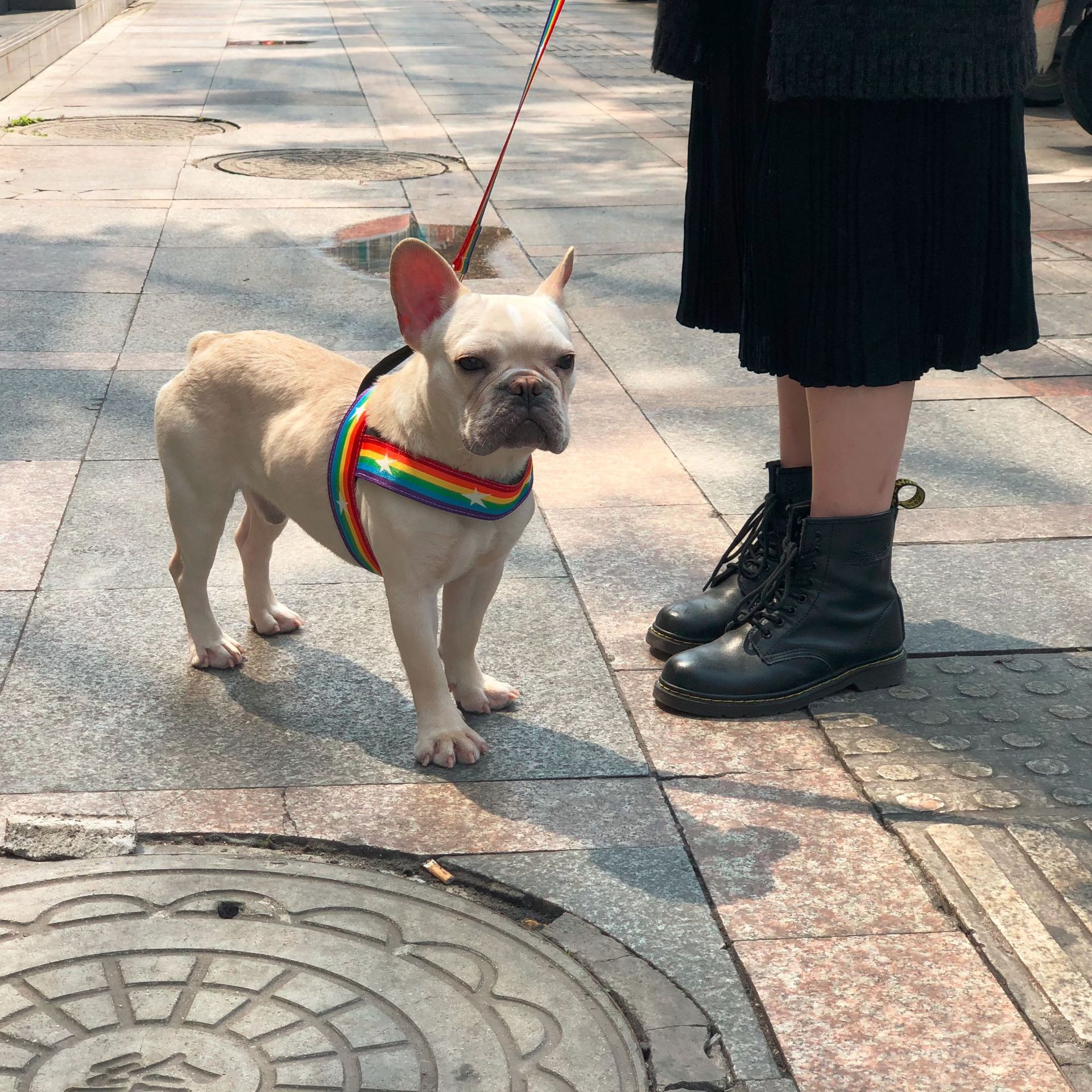 Rainbow Color Pet Chain Leash Stylish Durable Design