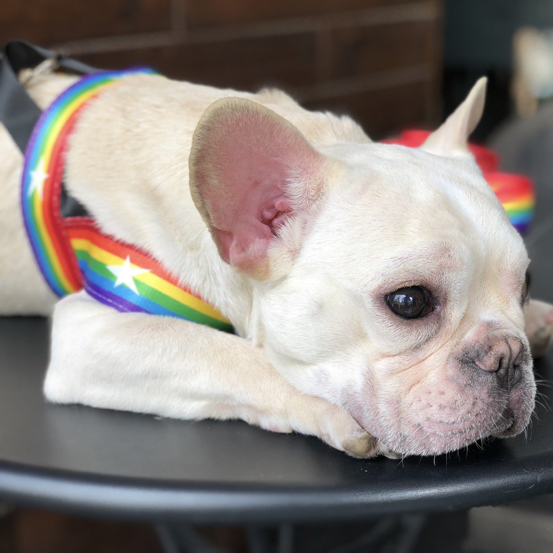 Rainbow Color Pet Chain Leash Stylish Durable Design