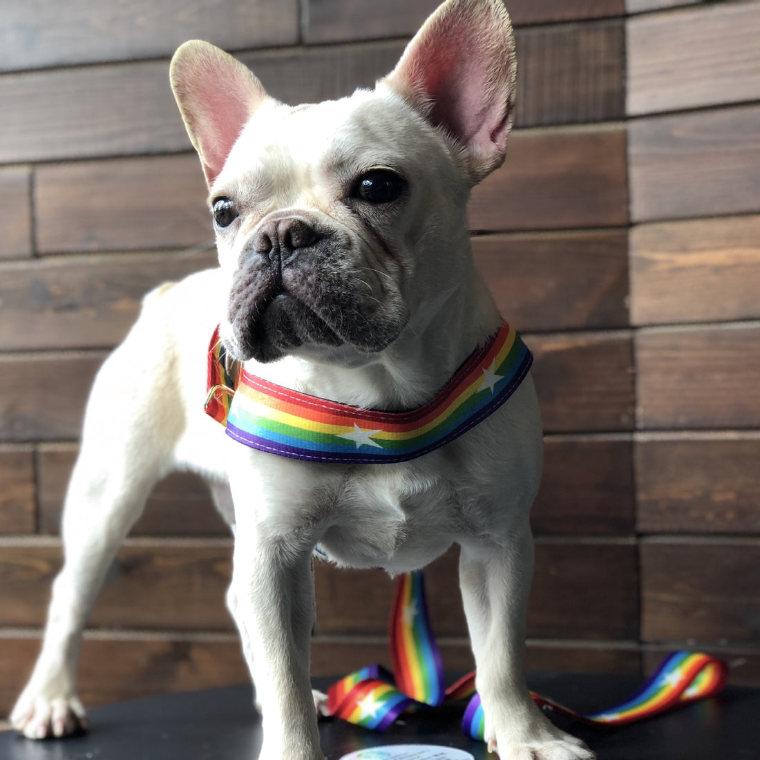 Rainbow Color Pet Chain Leash Stylish Durable Design