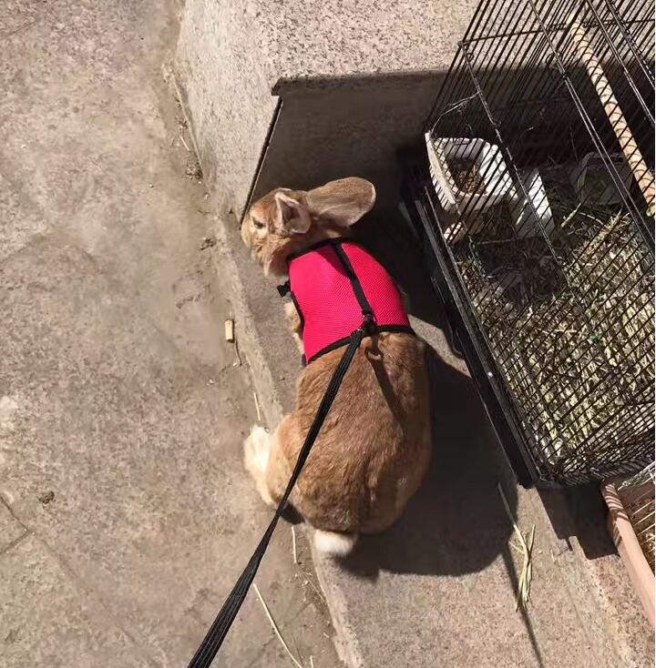 Compact Pet Leash For Everyday Walking Use