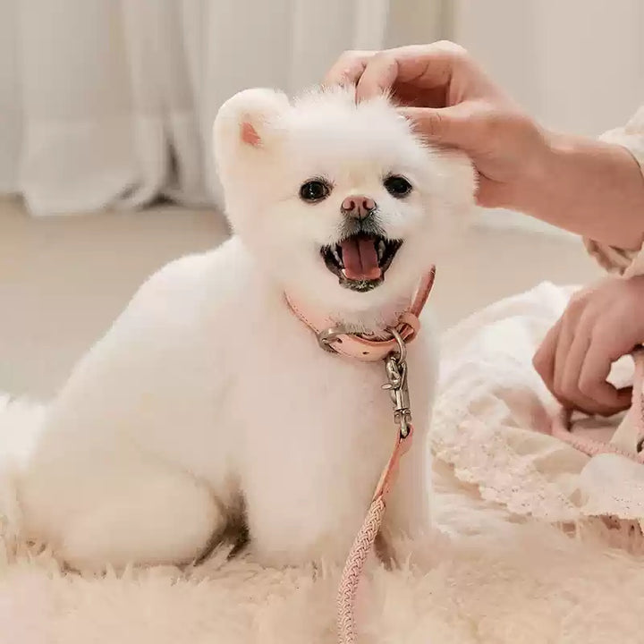 Leather Handheld Pet Collar And Rope Leash For Small And Medium Pets