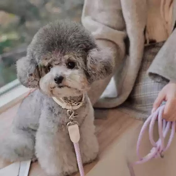 Leather Handheld Pet Collar And Rope Leash For Small And Medium Pets