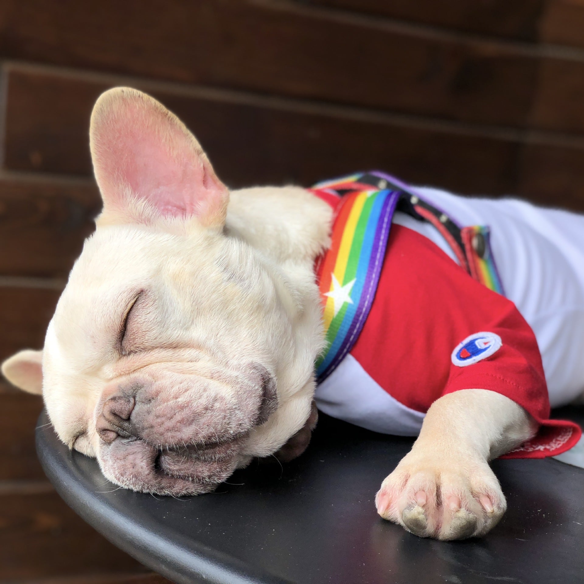 Rainbow Color Pet Chain Leash Stylish Durable Design