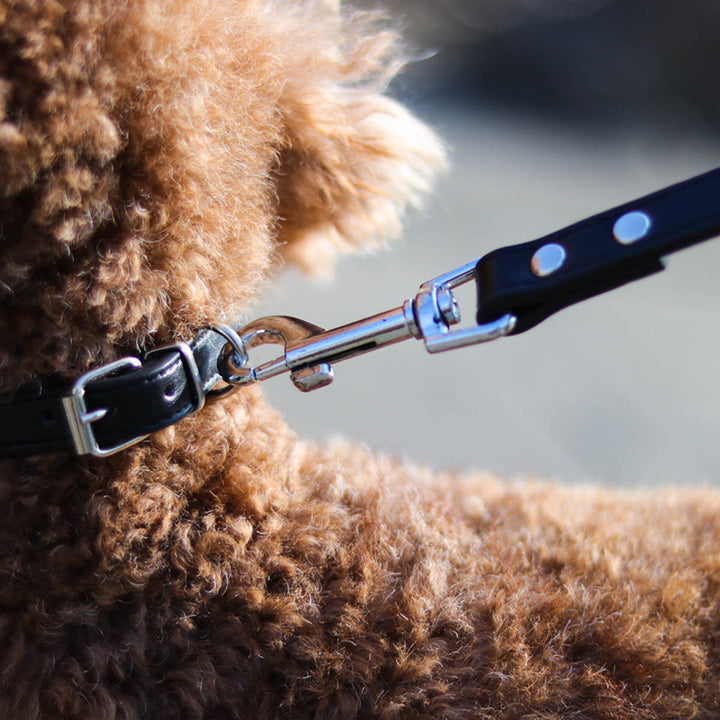 Adjustable Pet Collar And Leash Set