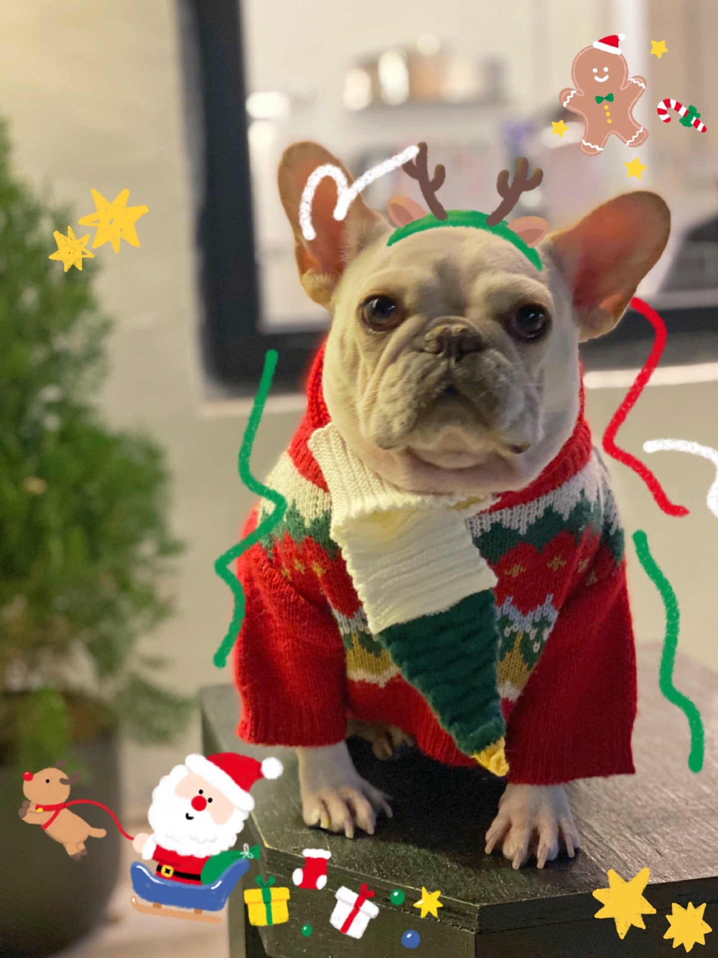 Festive Christmas Pet Sweater Holiday Party Apparel Wear