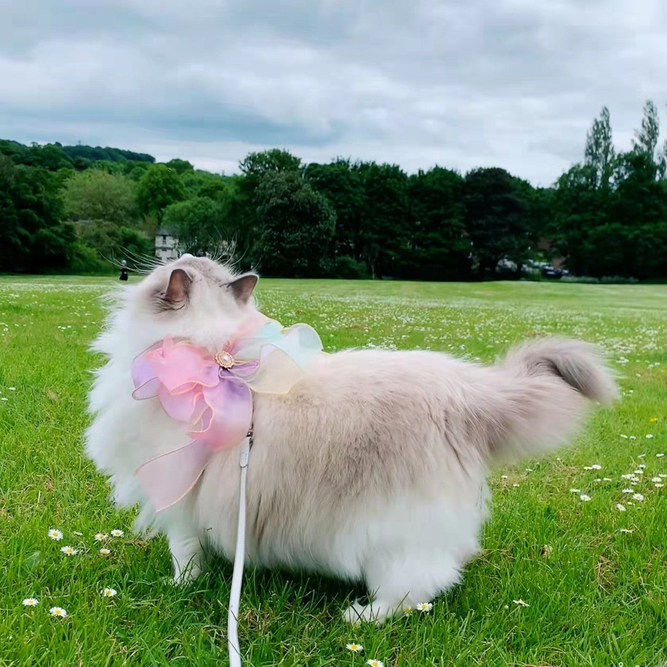 Retractable Butterfly Style Pet Leash With Safety Lock