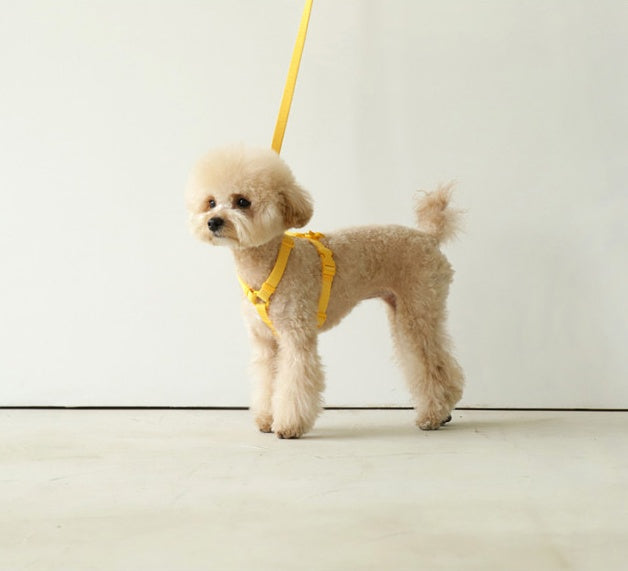 Macaron Style Ins Wind Fashionable Pet Leash Adjustable Walking Rope