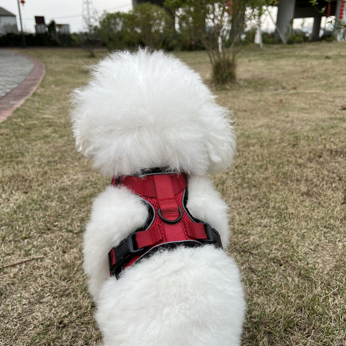 Adjustable Pet Vest Leash Anti Breakaway Secure Harness